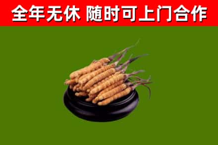 金堂县回收冬虫夏草
