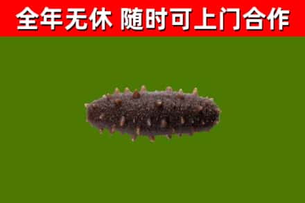 金堂县回收海参干
